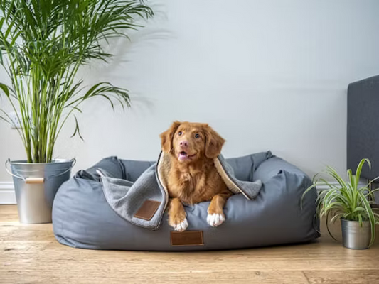 5 Benefits of Using A Pet GPS Tracker